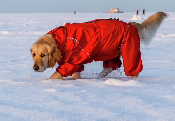   - Sputnik Беларусь