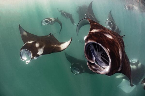 &amp;quot;Инопланетное вторжение&amp;quot; фотографа Марко Лаусдея