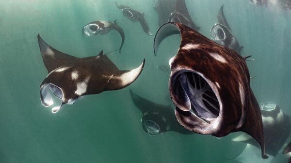 Снимок Alien invasion фотографа Marco Lausdei, оцененный в категории Compact Behavior конкурса Ocean Art 2025  - Sputnik Беларусь