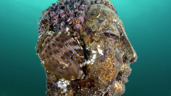 Вуха Буды, фатограф Імоджэн Манінс - Sputnik Беларусь