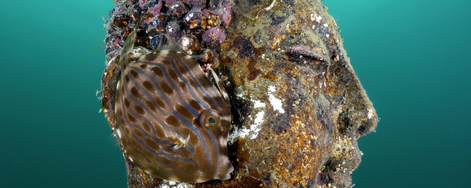 Вуха Буды, фатограф Імоджэн Манінс - Sputnik Беларусь, 1920, 28.01.2026