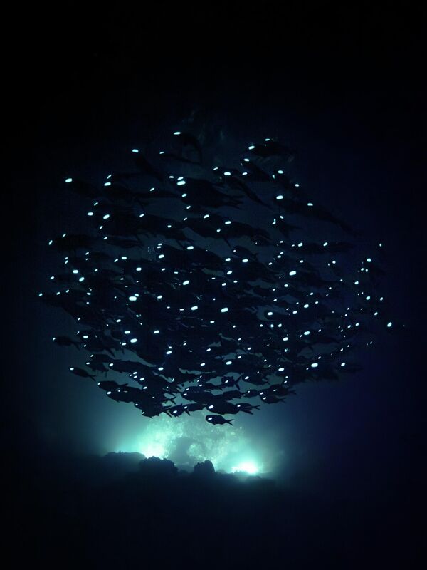 &amp;quot;Океанские фантомы&amp;quot; фотографа Акира Асахина