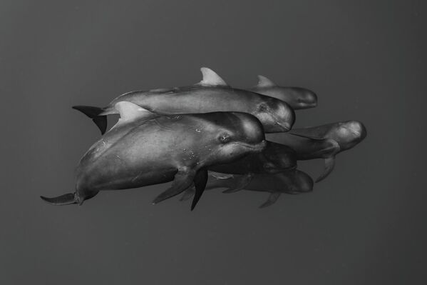 &amp;quot;Родство&amp;quot; фотографа Сюнсуке Накано