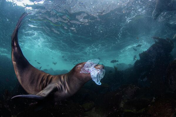&amp;quot;Опасная игрушка&amp;quot; фотографа Селии Куджалы