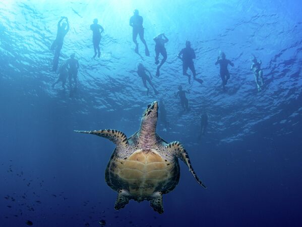 &amp;quot;Зеленая черепаха и сноркелеры&amp;quot; фотографа Хэми Чо