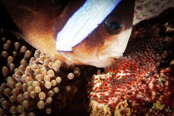 &amp;quot;День отца&amp;quot; фотографа Дона Бушара