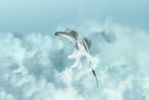 Фоторабота &amp;quot;Акт исчезновения – Южный скат&amp;quot; Исабелы Колл