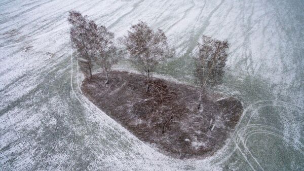 Снегопад на поле с озимыми культурами  - Sputnik Беларусь