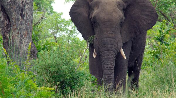 Слон - Sputnik Беларусь