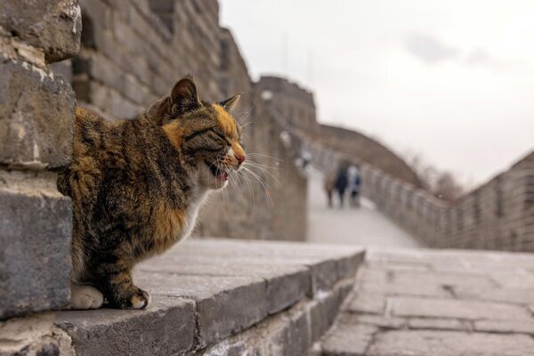 Кошка сидит на участке Мутяньюй Великой Китайской стены.
