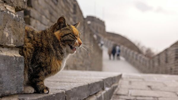 Кошка сидит на участке Мутяньюй Великой Китайской стены - Sputnik Беларусь