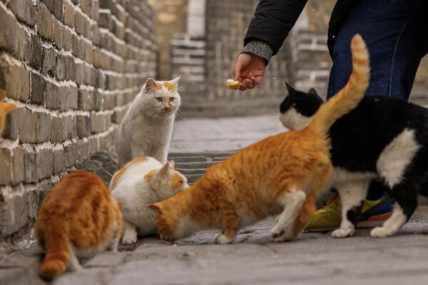 Туристы кормят кошек на участке Мутяньюй Великой Китайской стены.