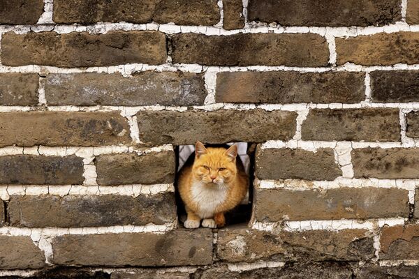 Кошка сидит на участке Мутяньюй Великой Китайской стены.