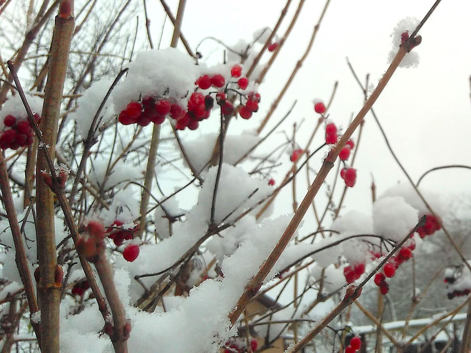 Каліна зімой - Sputnik Беларусь, 1920, 29.01.2026