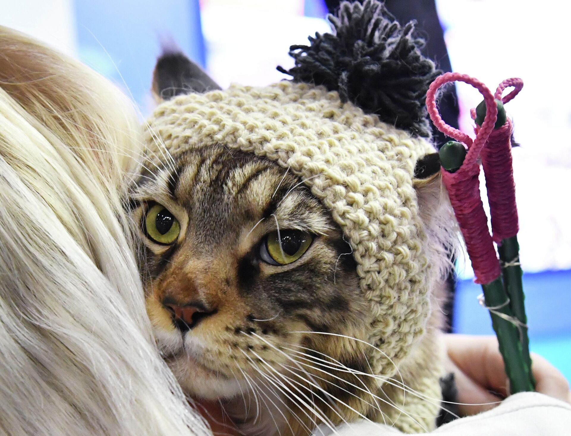 Кошка в одежке - Sputnik Беларусь, 1920, 30.01.2026