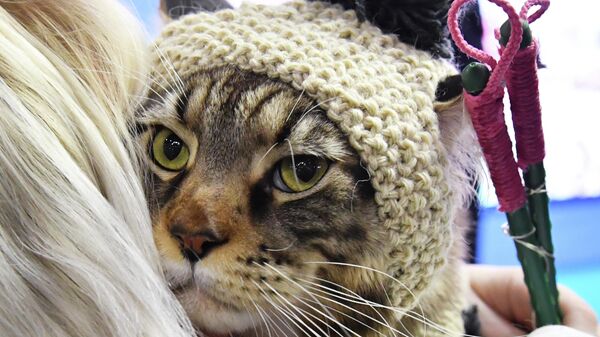 Куклачев объяснил, почему одинокие женщины заводят кошек 