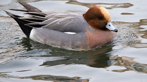 Свиязь на Свислочи в Минске - Sputnik Беларусь