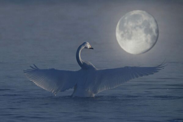 Лебедь зимует на озере Светлое на территории государственного природного комплексного заказника Лебединый в Алтайском крае - Sputnik Беларусь