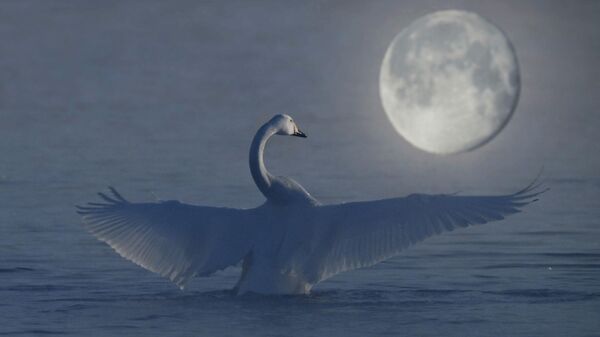 Лебедь зимует на озере Светлое на территории государственного природного комплексного заказника Лебединый в Алтайском крае - Sputnik Беларусь