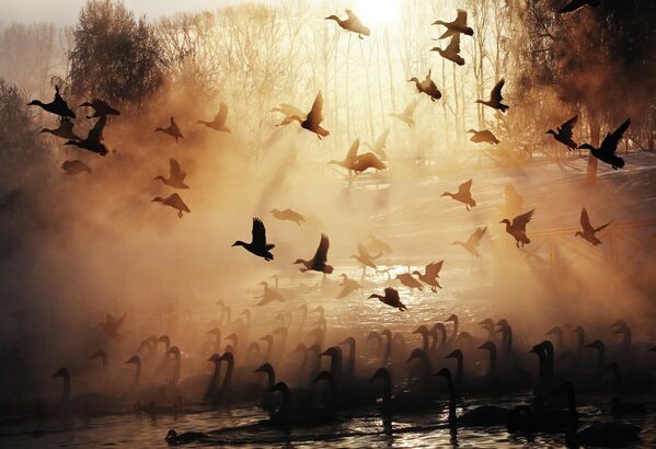 Зимовка лебедей в Алтайском крае - Sputnik Беларусь