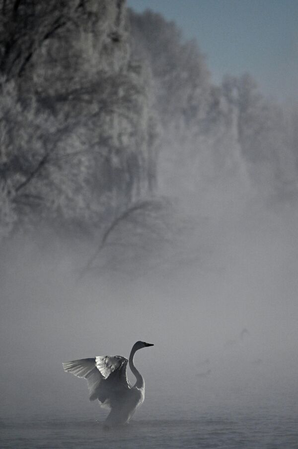 Зимовка лебедей в Алтайском крае - Sputnik Беларусь