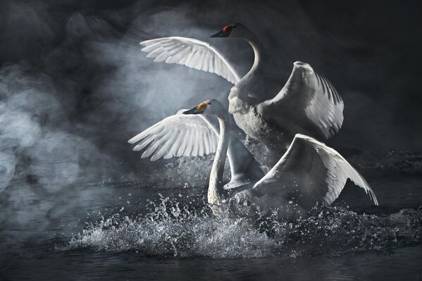 Зимовка лебедей в Алтайском крае - Sputnik Беларусь