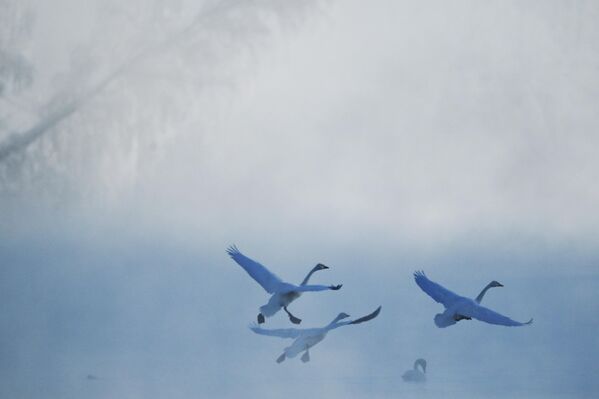 Зимовка лебедей в Алтайском крае - Sputnik Беларусь