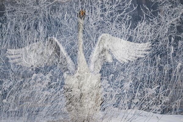 Лебедь зимует на озере Светлое на территории государственного природного комплексного заказника Лебединый в Алтайском крае - Sputnik Беларусь