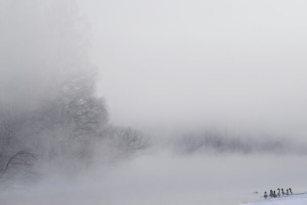 Зимовка лебедей в Алтайском крае - Sputnik Беларусь