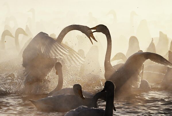 Лебеди зимуют на озере Светлое на территории государственного природного комплексного заказника Лебединый в Алтайском крае - Sputnik Беларусь