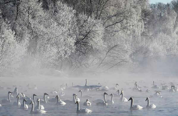 Лебеди зимуют на озере Светлое на территории государственного природного комплексного заказника Лебединый в Алтайском крае - Sputnik Беларусь
