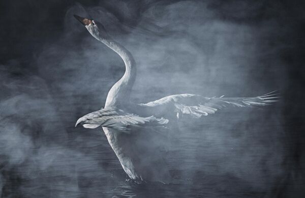 Лебедь зимует на озере Светлое на территории государственного природного комплексного заказника Лебединый в Алтайском крае - Sputnik Беларусь