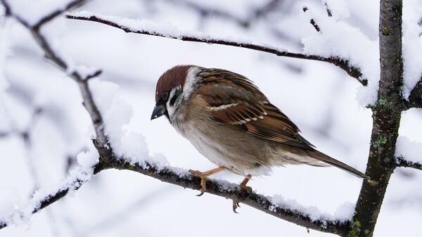 Воробей сидит на ветке дерева  - Sputnik Беларусь