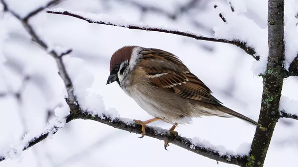 Точность прогнозов белорусских синоптиков на сутки близка к абсолютной