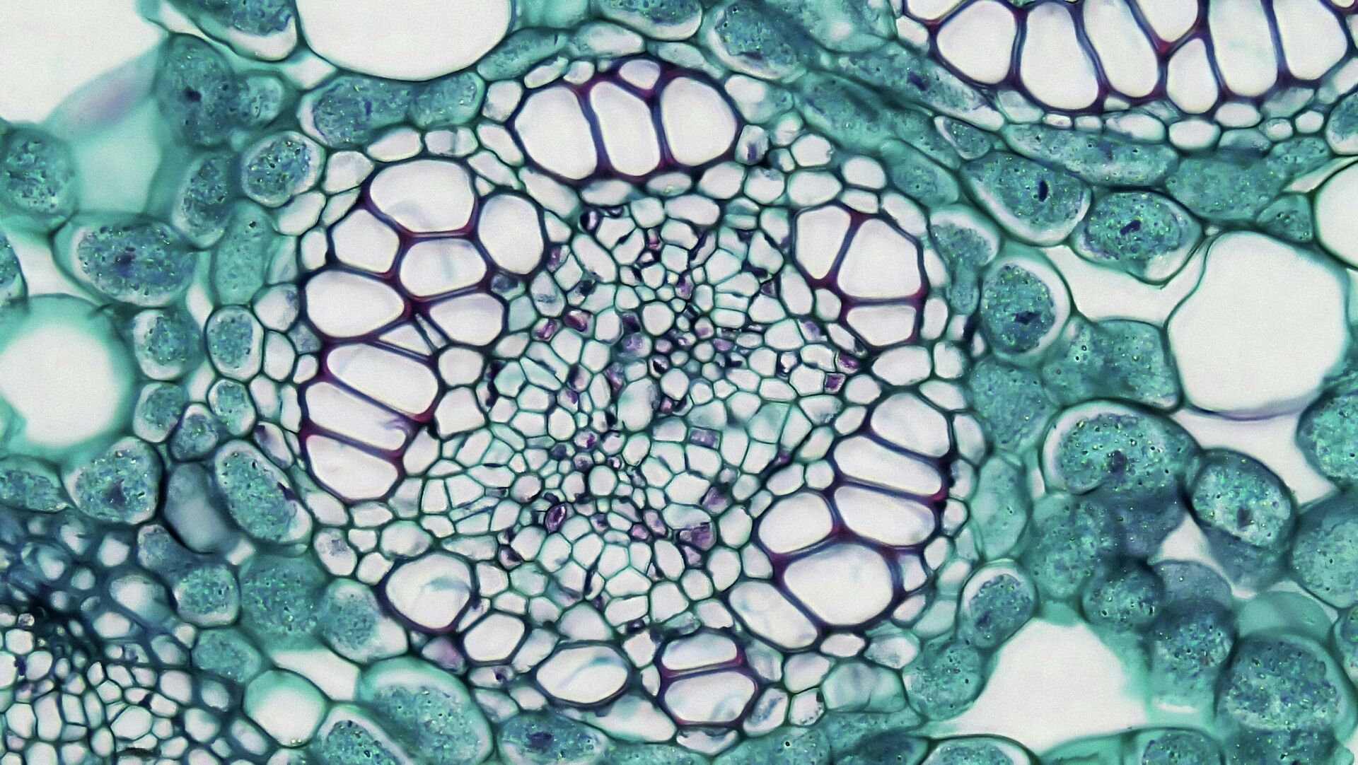 Клетки под микроскопом - Sputnik Беларусь, 1920, 04.02.2026