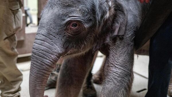 Азиатский слоненок впервые за 25 лет родился в зоопарке Вашингтона (видео) - Sputnik Беларусь