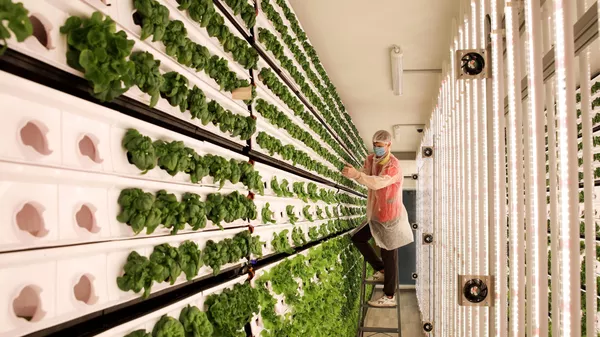 Беларусь вошла в тройку импортеров российского шпината