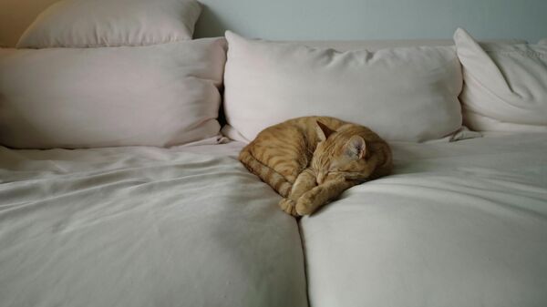 Кот на кровати - Sputnik Беларусь