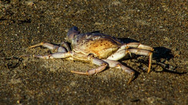 Ядовитый краб - Sputnik Беларусь