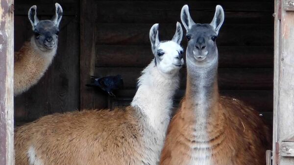 Ламы в Гродненском зоопарке - Sputnik Беларусь