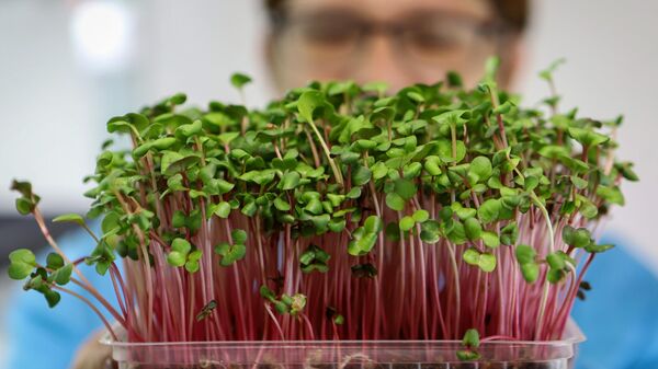 Выращивание микрозелени на микроферме - Sputnik Беларусь