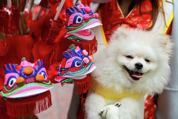 Реакция собаки на выставленные на продажу декоративные украшения в виде драконов накануне Лунного Нового года в Бангкоке, Таиланд.