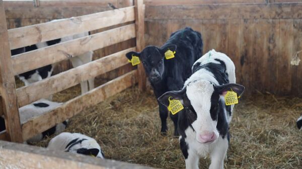 КСУП Селецкое в Костюковичском районе - Sputnik Беларусь