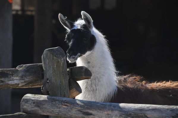 Блин-рекордсмен испекли в Барановичах на Масленицу  - Sputnik Беларусь
