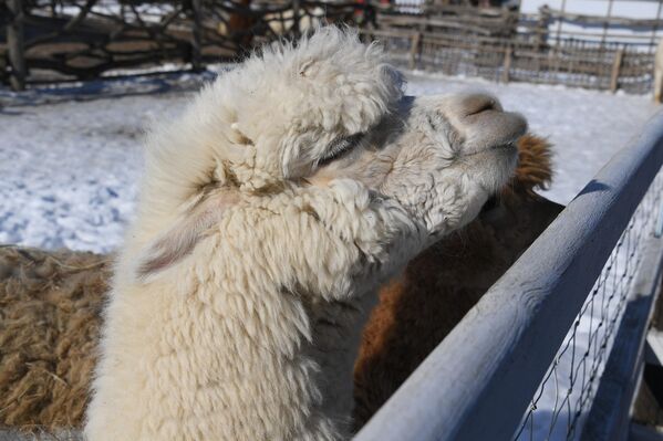 Блин-рекордсмен испекли в Барановичах на Масленицу  - Sputnik Беларусь