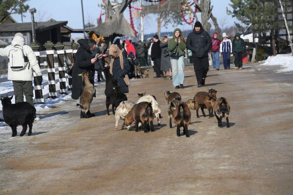 Блин-рекордсмен испекли в Барановичах на Масленицу  - Sputnik Беларусь