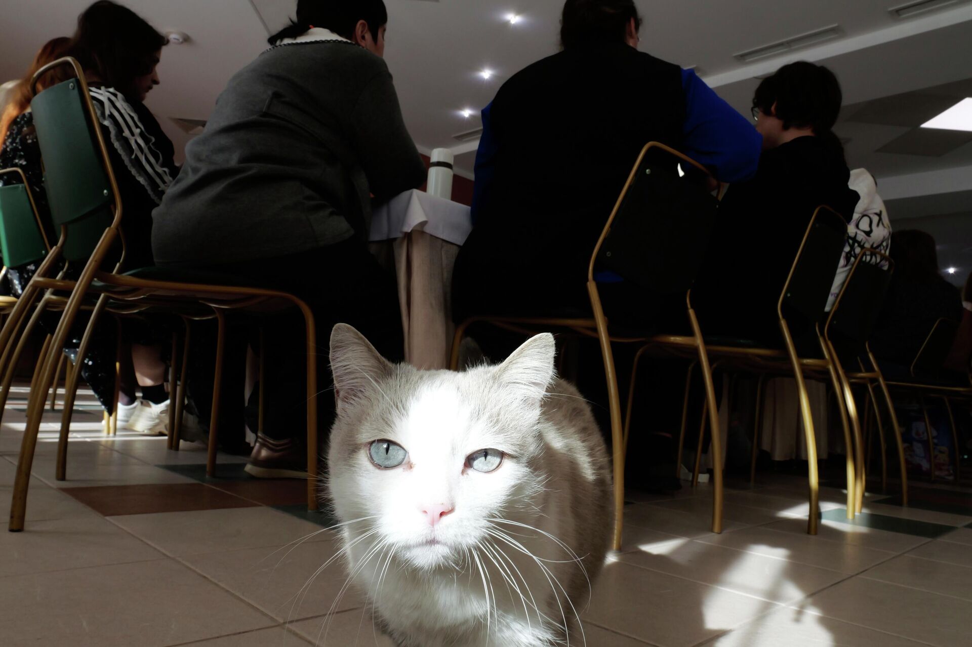 Раскрепоститься во время программы детям и взрослым помогала минская кошка - Sputnik Беларусь, 1920, 24.02.2026