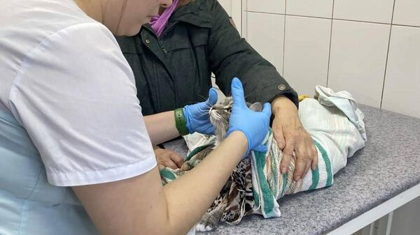 Спасенный кот - Sputnik Беларусь