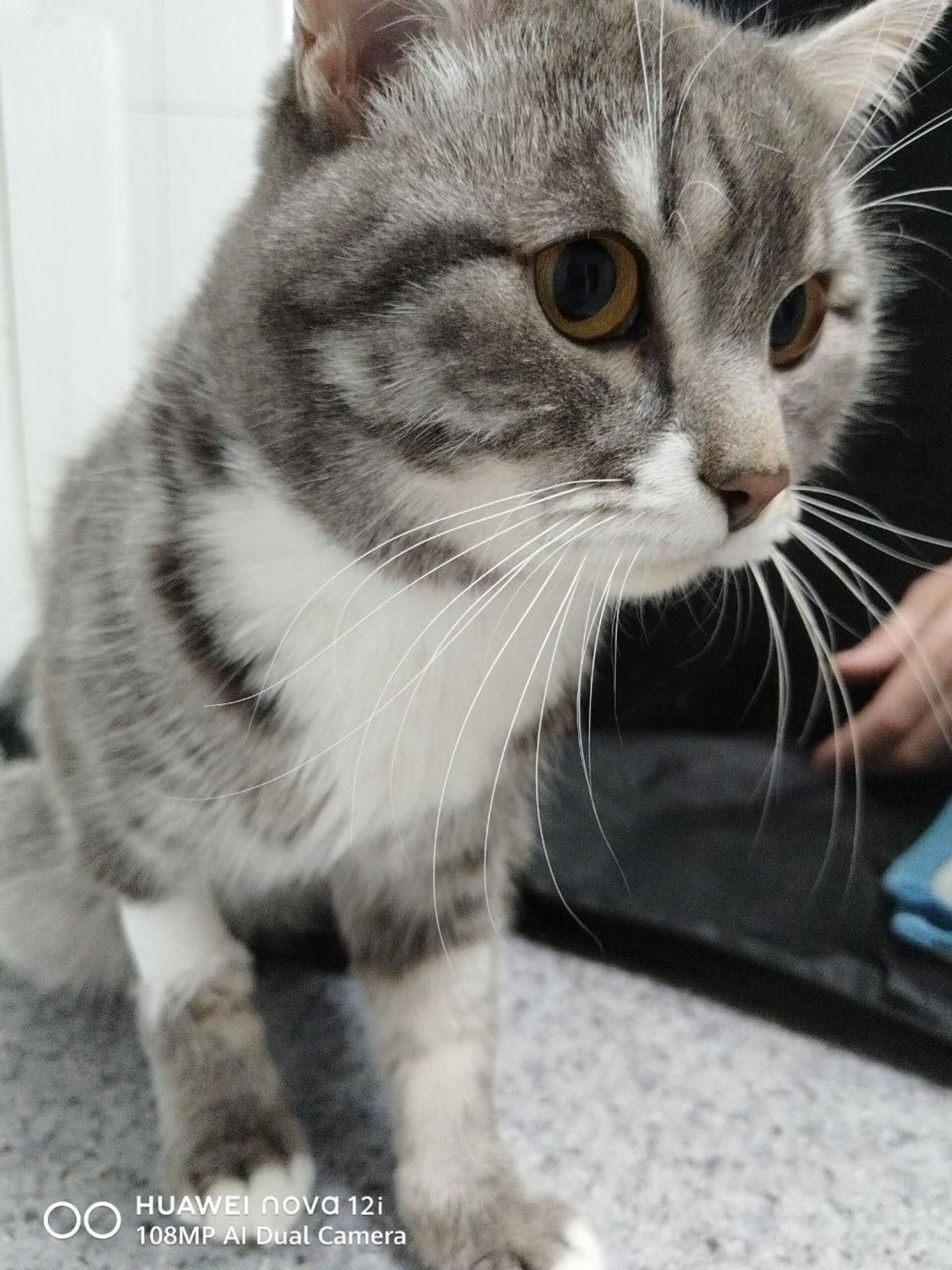 Спасенный кот - Sputnik Беларусь, 1920, 26.02.2026