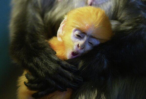 Детеныш очкового лангура, родившийся у пары приматов в Новосибирском зоопарке, сладко спит в объятиях мамы.